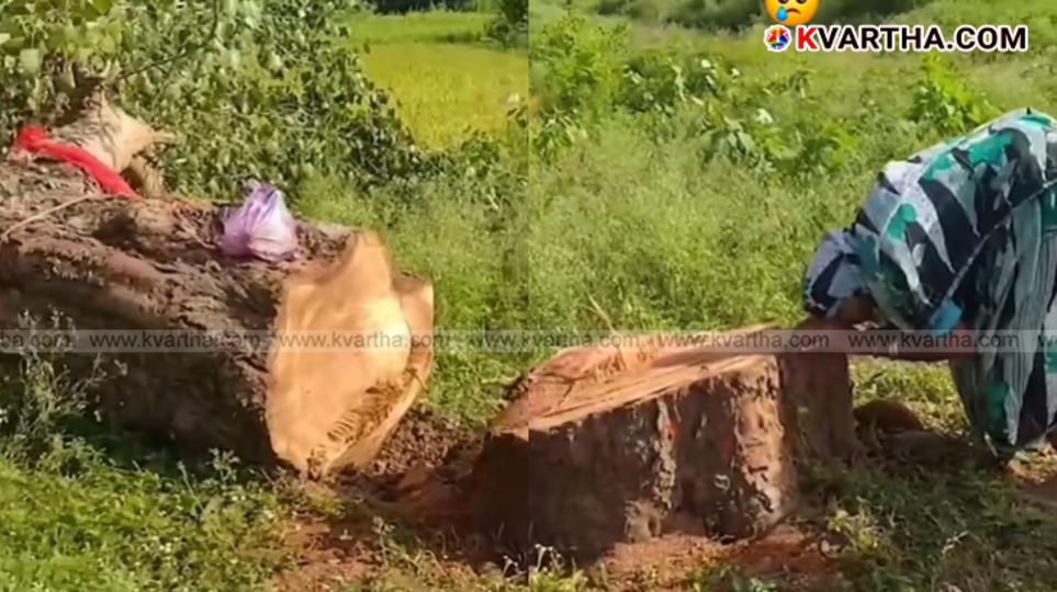 Elderly woman hugging banyan tree stump and crying