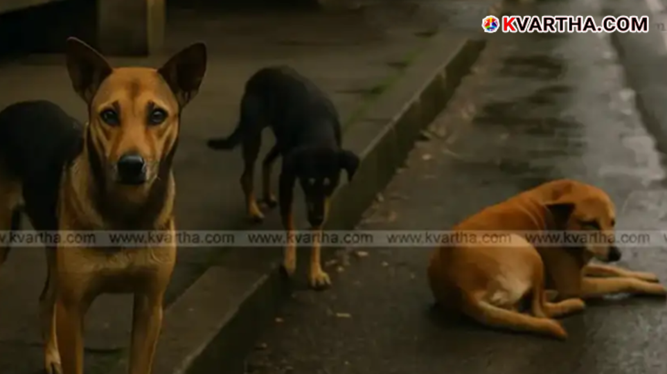 Image representing compensation for a dog bite victim.