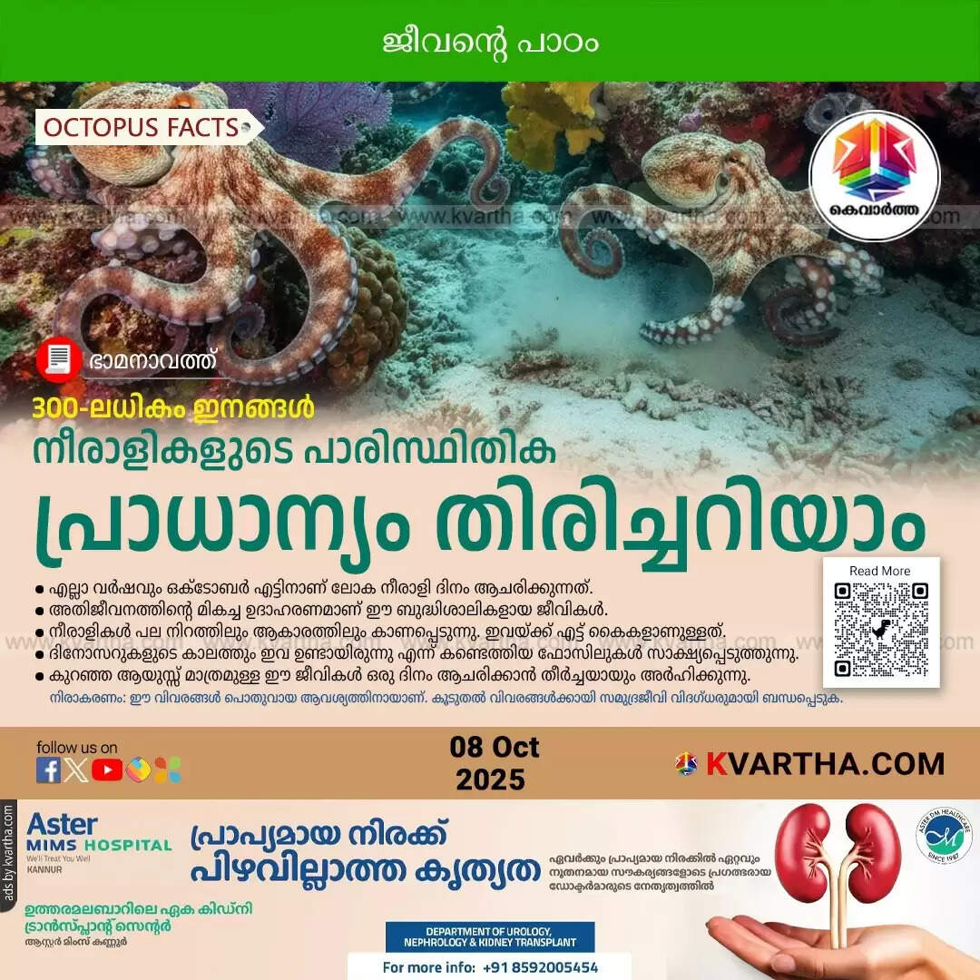 world octopus day october 8 intelligent marine life