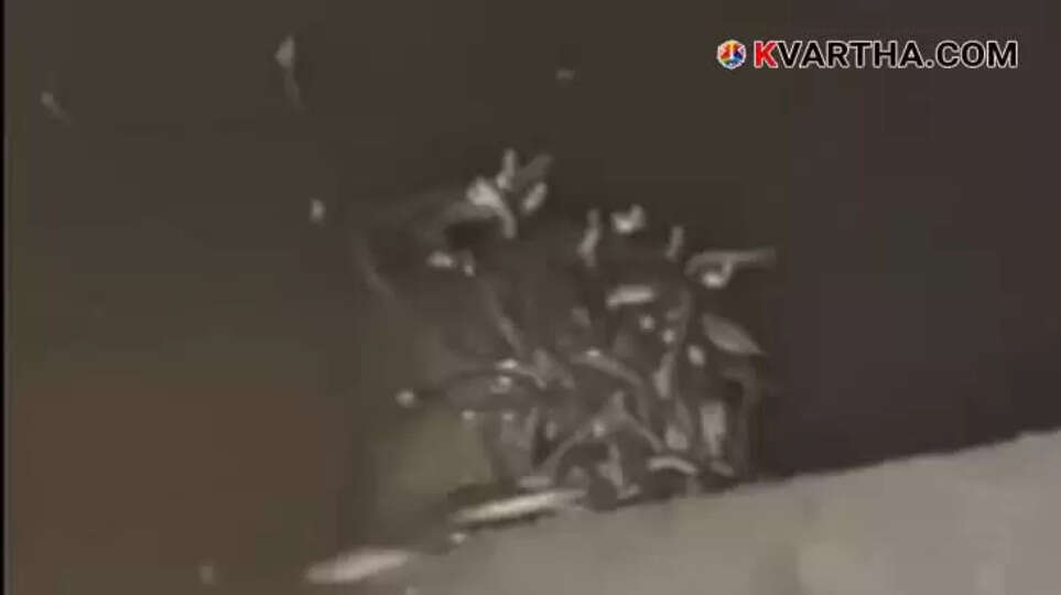 Village in Fear as Over a Dozen Snakes Found Nesting Under House Foundation in Uttar Pradesh