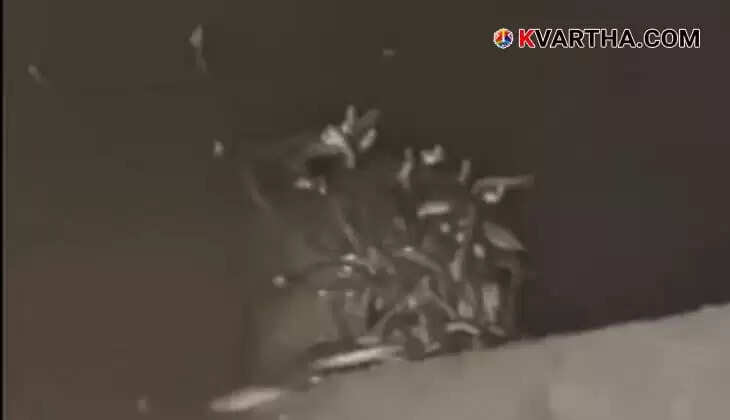 Village in Fear as Over a Dozen Snakes Found Nesting Under House Foundation in Uttar Pradesh