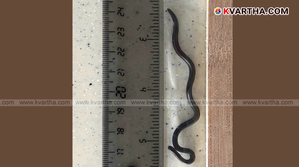 Close-up of Barbados Threadsnake, world's smallest snake.