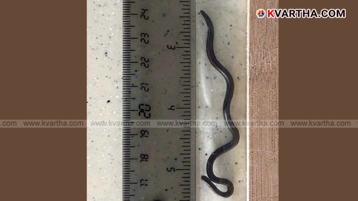 Close-up of Barbados Threadsnake, world's smallest snake.