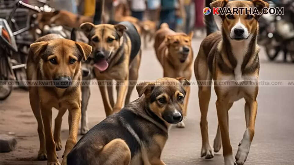 Stray dogs in Munnar town.