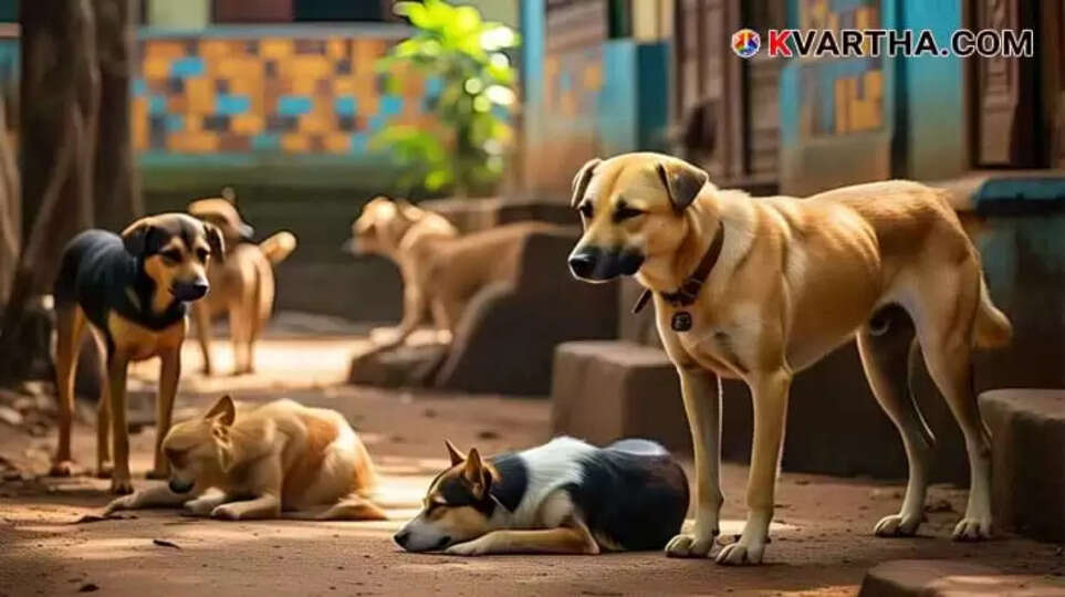 Stray Dogs Representing Five-Year-Old Girl in Critical Condition Following Stray Dog Attack