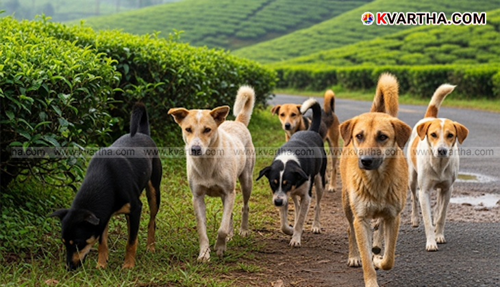 A street dog being loaded into a vehicle in Munnar, Kerala.