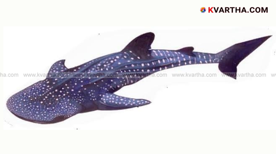 Delegates at National Panel Discussion on Shark Conservation at CMFRI Kochi.