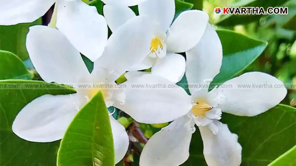 Close-up of white Kuttimulla (Jasmine) flowers blooming in a cultivation field.