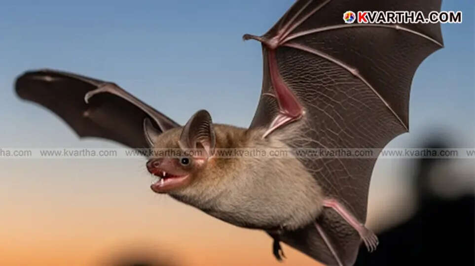 Sample image of meat