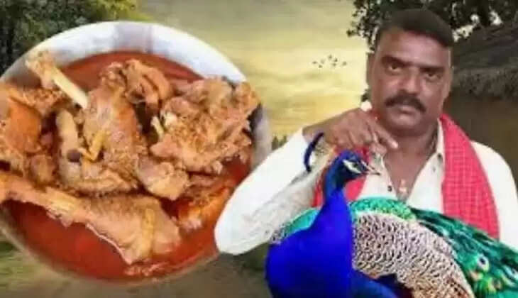 YouTuber's 'Peacock Curry Recipe' Lands Him In Soup, Arrested After Controversial Video Draws Ire, peacock, India, national bird.