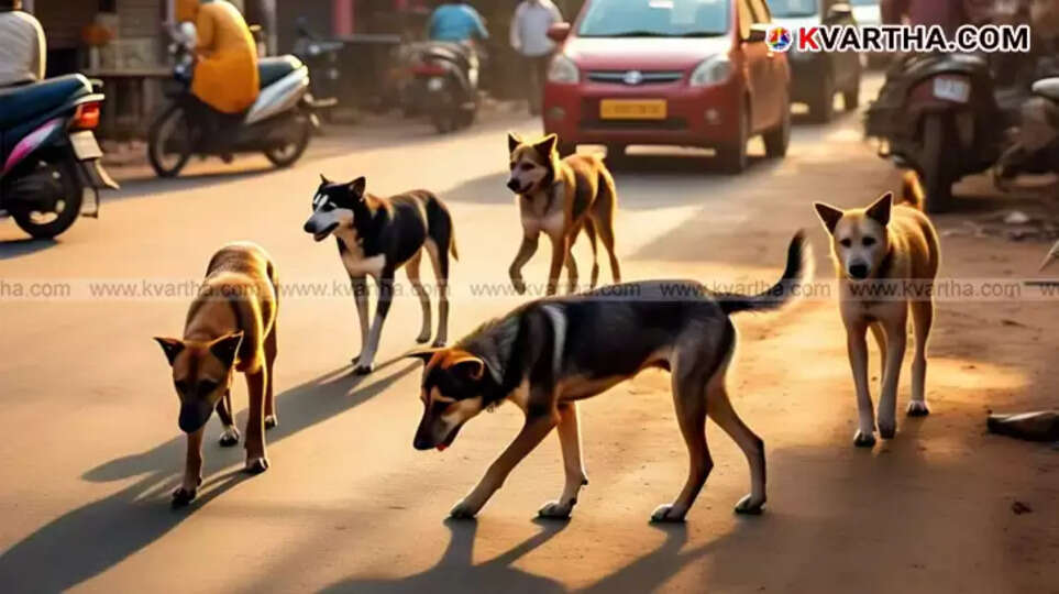 Elderly woman injured in Kannur street dog attack