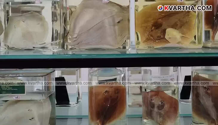 Visitors viewing exhibits at the CMFRI Marine Biodiversity Museum.