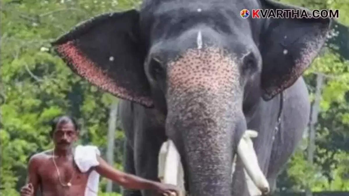 Mahout Killed by Mad Elephant at Haripad Subramanya Temple