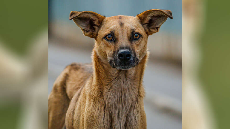 kerala victims of stray dog attacks can now claim compensati