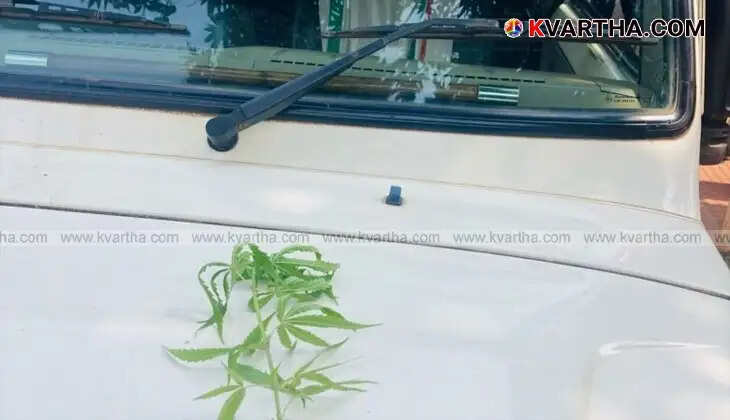 Cannabis plant found during excise inspection in Mattannur
