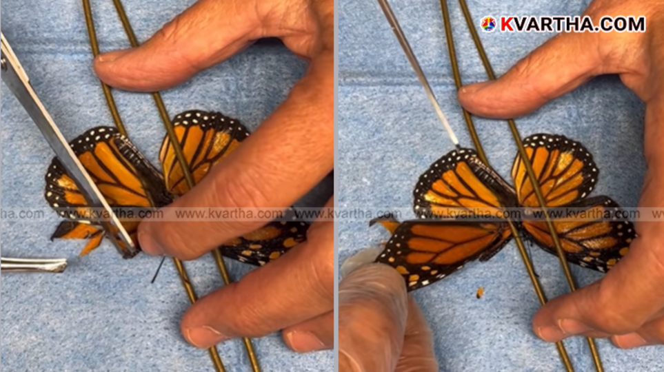 Monarch butterfly with repaired wing ready to fly