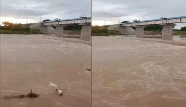 50 Cows Thrown Into Madhya Pradesh River, 20 Dead, Police Registers Case, Madhya Pradesh, India, animal.