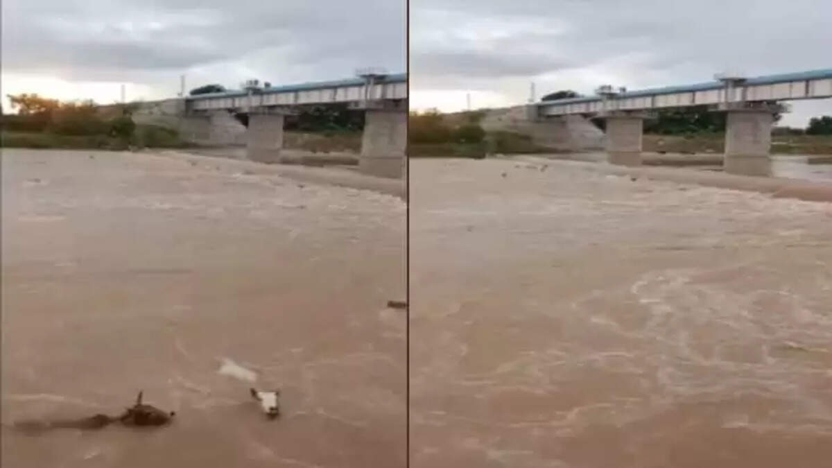 50 Cows Thrown Into Madhya Pradesh River, 20 Dead, Police Registers Case,&nbsp;Madhya Pradesh, India, animal.