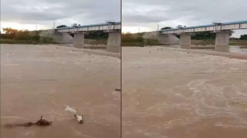 50 Cows Thrown Into Madhya Pradesh River, 20 Dead, Police Registers Case, Madhya Pradesh, India, animal.