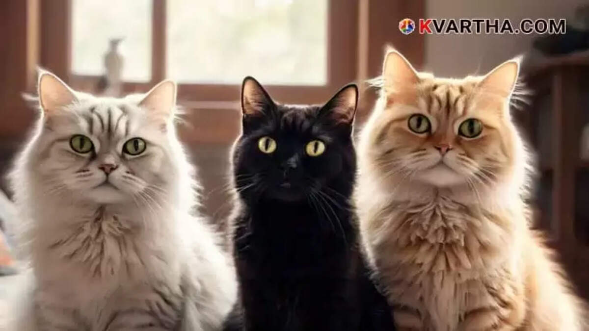 Cats Could Be the Next Pandemic Threat