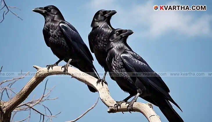 Crows absent in Lakshadweep, landscape of the island