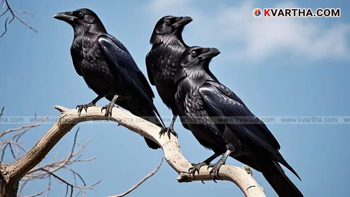 Crows absent in Lakshadweep, landscape of the island