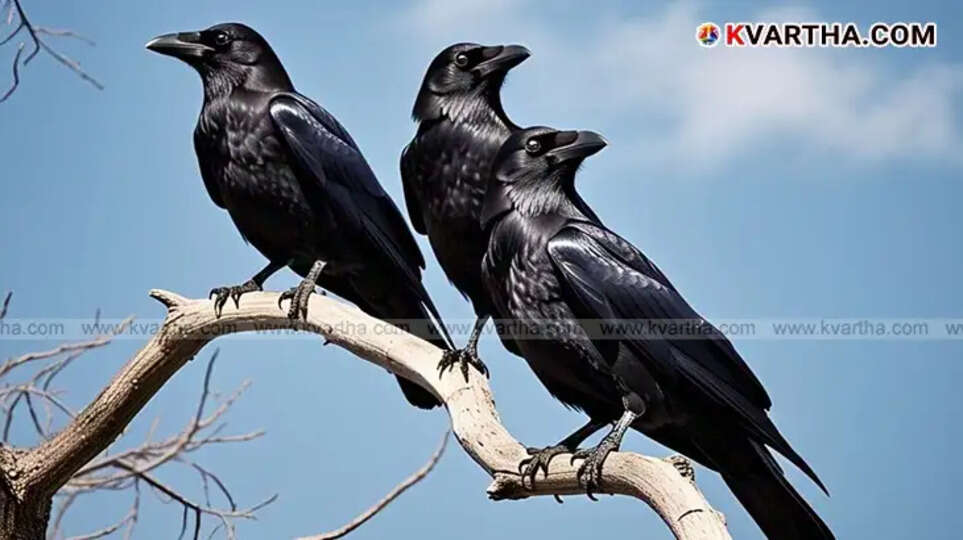 Crows absent in Lakshadweep, landscape of the island