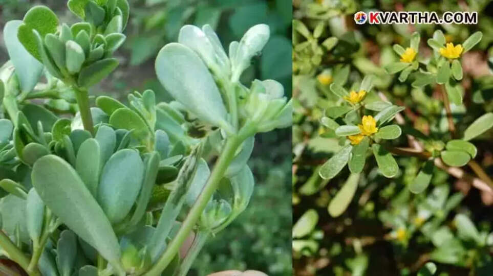  Close-up of fresh purslane leaves.