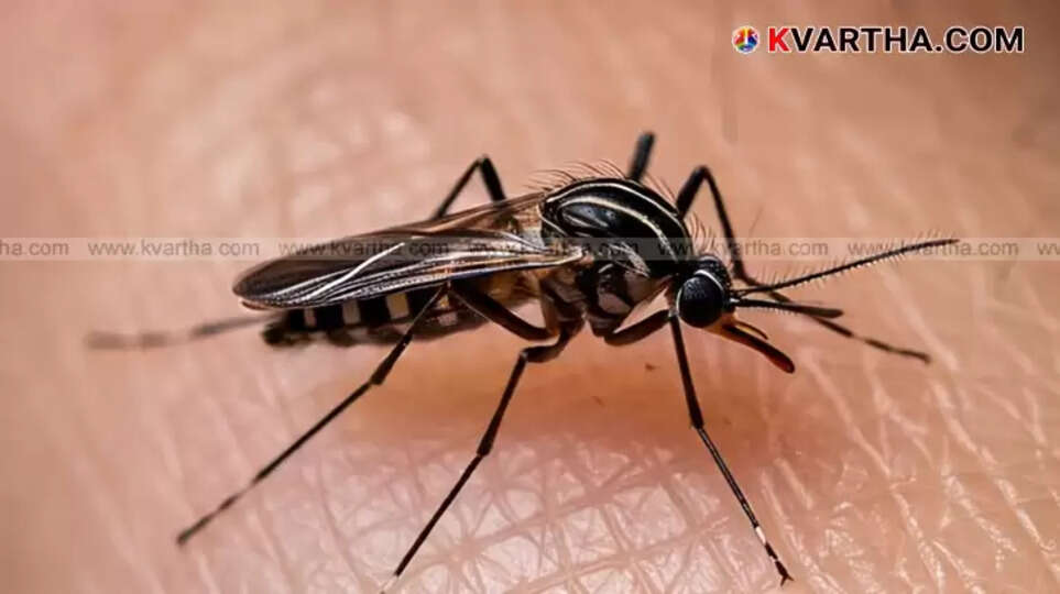 Close-up image of an Aedes aegypti mosquito, vector of dengue fever.