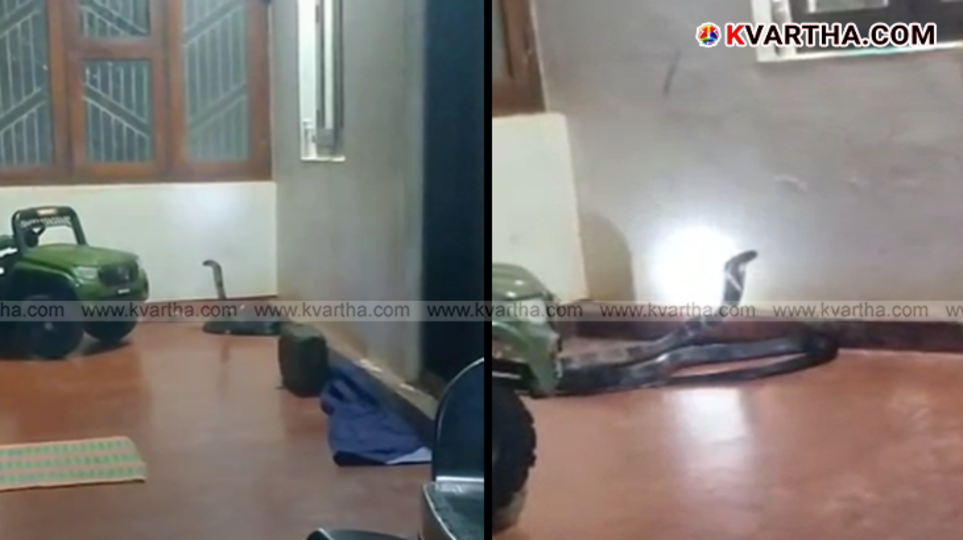 King cobra found under a toy car in Kannur.