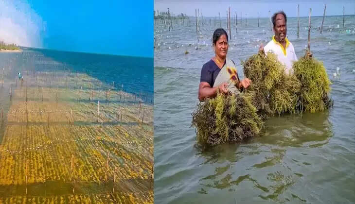 Seaweed farming in India