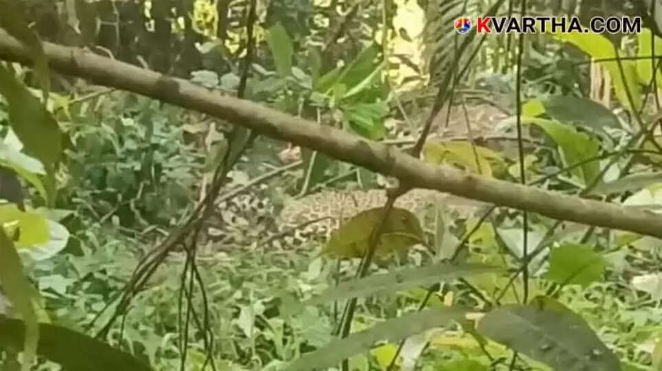 Leopard Trapped in Pig Trap in Kannur Residential Area