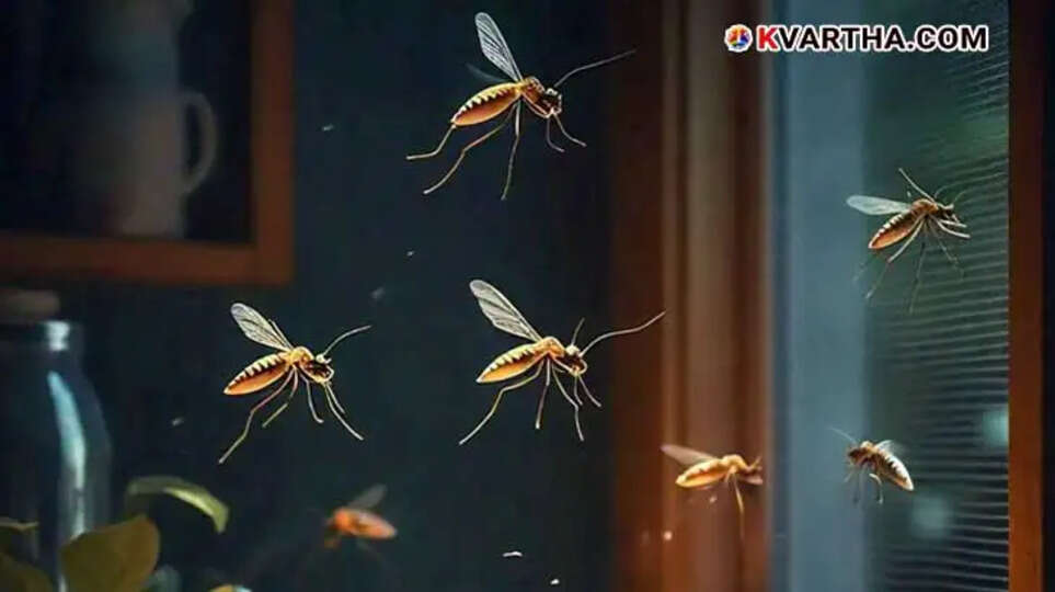 Bangladesh Dengue Outbreak