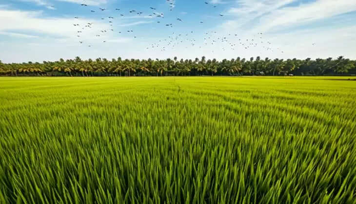 Human Skeleton Discovered in Paddy Field at Cherpu Ettumana, Thrissur