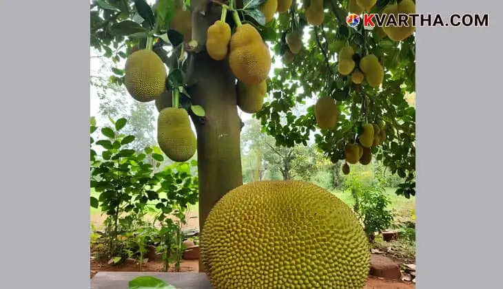 Image Representing Nine-Year-Old Girl Dies Tragically After Jackfruit Falls on Her Head in Malappuram