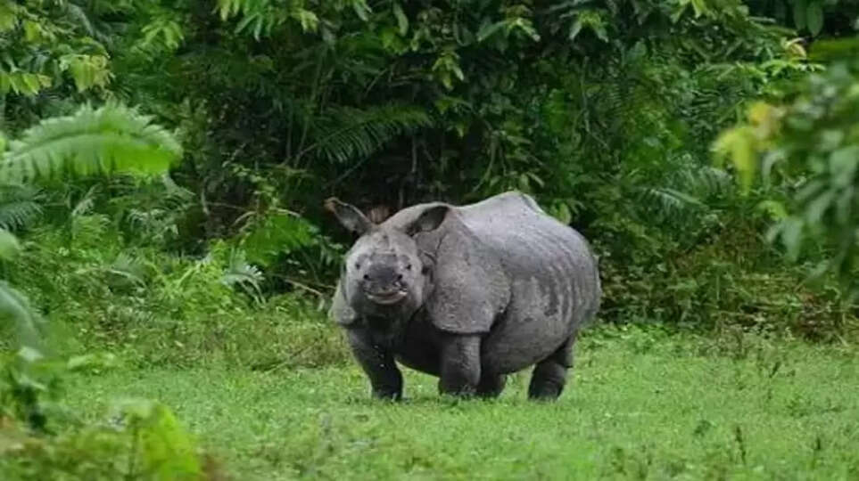 Assam floods: India national park flooding kills more than 130 animals,&nbsp;News, National, Assam, Floods, Six, Rare Rhinos, Wildlife, India