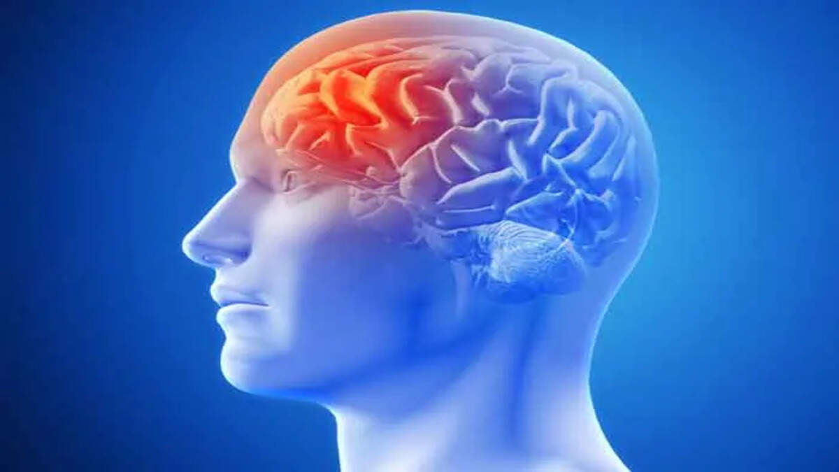 Brain