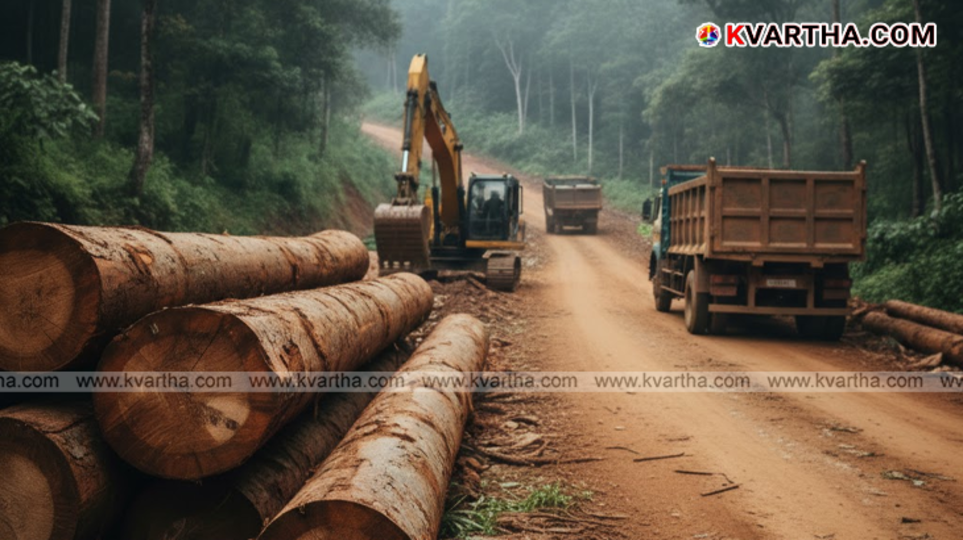 Stacks of timber logs on a roadside waiting for auction.