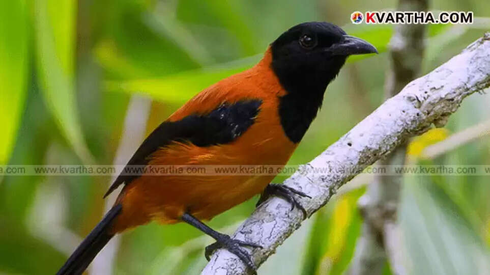 Hooded Pitohui bird with black and orange feathers.