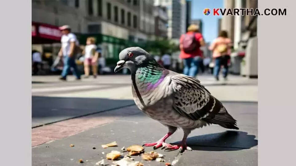 Violence Erupts Over Pet Pigeon: 8 Injured, 7 Arrested in jail