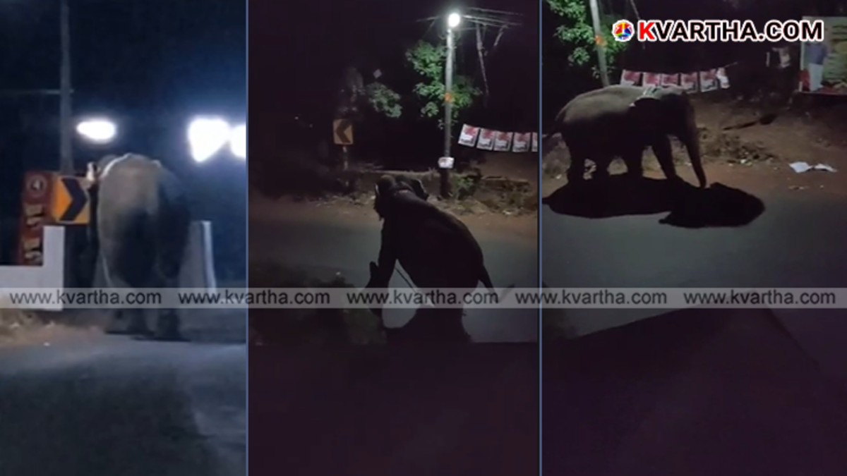 An elephant being secured by mahouts and elephant squad members in Kannur during the 2026 festival season.