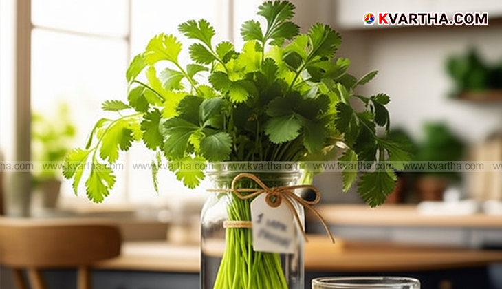 A bunch of fresh green coriander leaves.