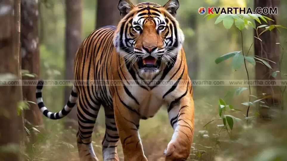 Empty rubber plantation in Kaliyikavu hills, Kerala, due to tiger threat, showing dense foliage.