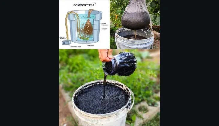A bucket filled with compost tea being poured onto plants.