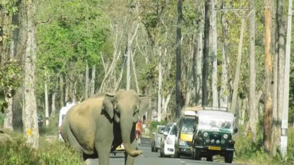 Wayanad Eco-Sensitive Zone: Warden Clarifies Misleading Claims