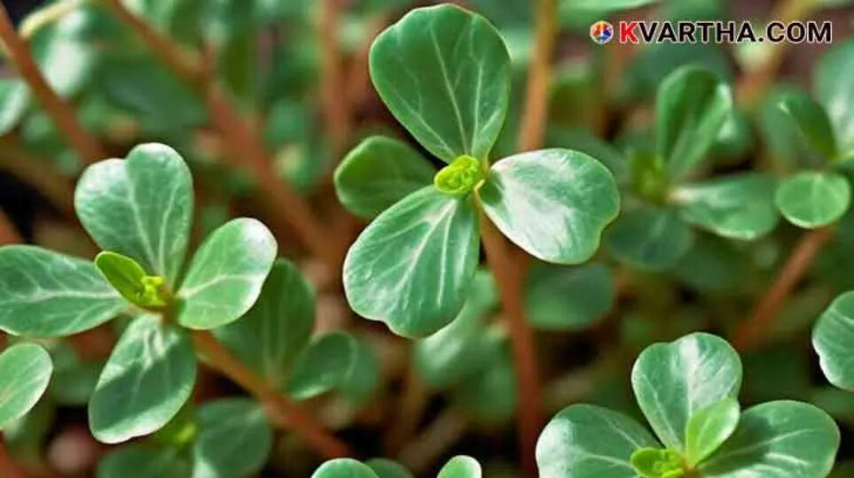 The Surprising Benefits of Purslane