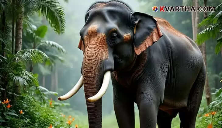 Elderly Woman Dies in Elephant Attack in Malappuram