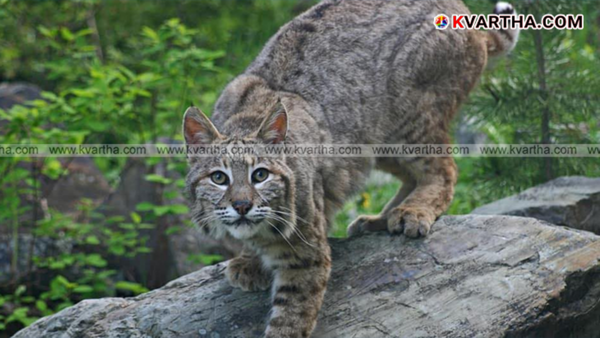 A wild cat sitting in the New Zealand bush.