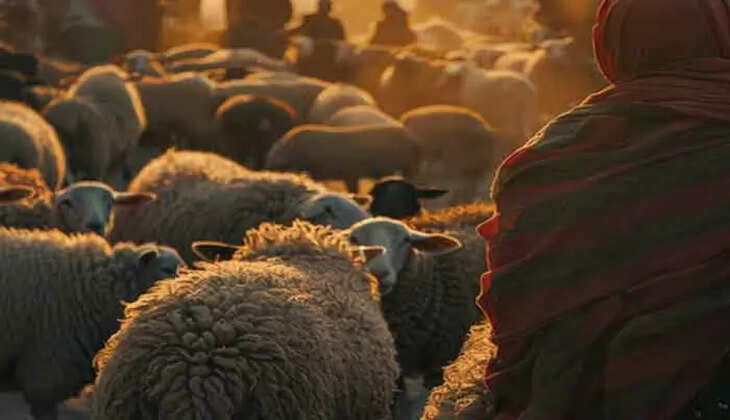 Animal