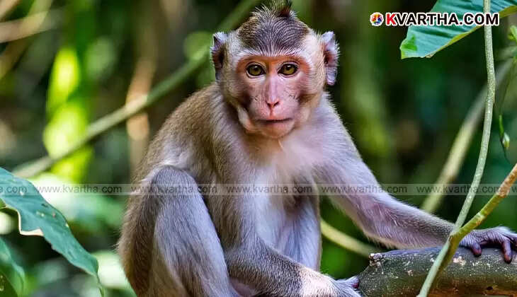 A monkey running away with a stolen bag containing jewelry in Mathura.